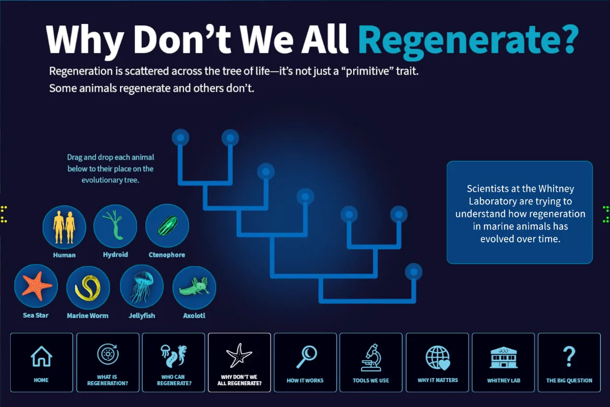 Whitney Labs Regeneration kiosk showing an interactive evolutionary tree