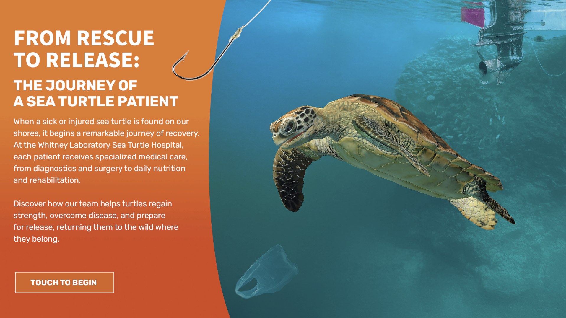 Whitney Labs Sea Turtle rescue and rehabilitation simulation