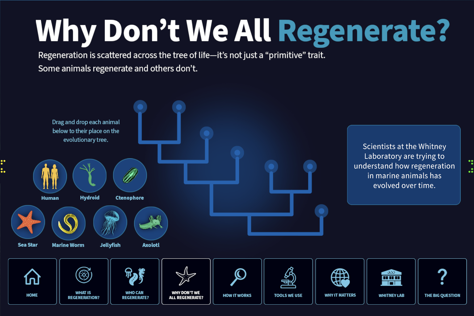 Whitney Labs Regeneration kiosk showing an interactive evolutionary tree